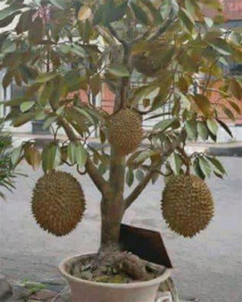 Kualitas Durian Montong