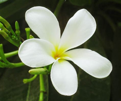 Bunga Melati Indonesia