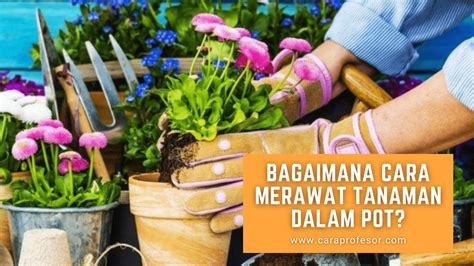 Cara Merawat Tanaman Bunga Jepang di Indonesia
