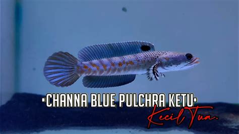 Channa Pulchra Kecil Indonesia