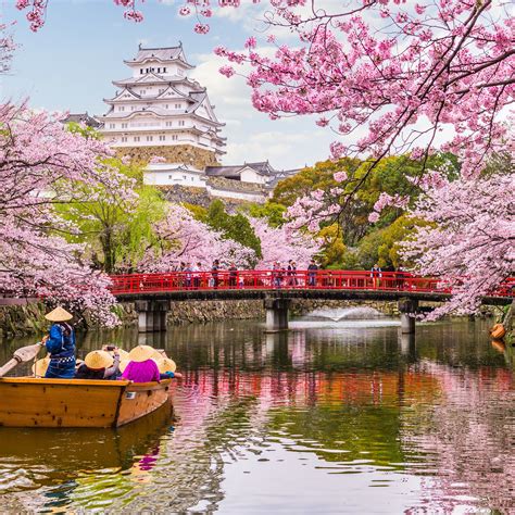 Musim Bunga Sakura di Jepang