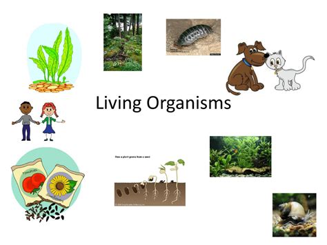 Different Types of Living Things