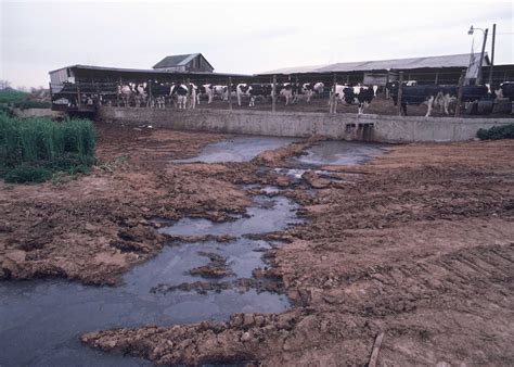 Factory Farms pollution