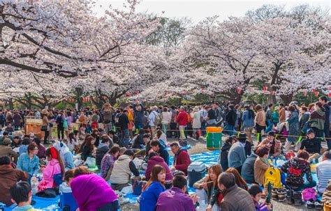 Hanami Musim Hujan Jepang