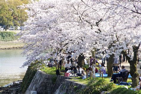 Hiroshima Peace Memorial Park Hanami