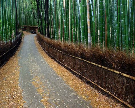 Hujan dan Bambu di Jepang