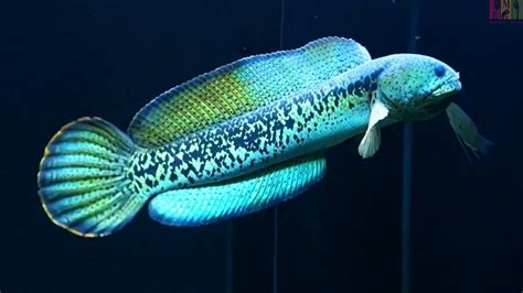 Ikan Channa Pulchra di Indonesia