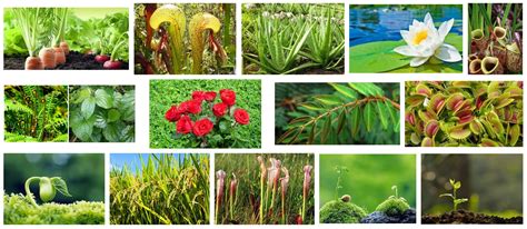 Keanekaragaman Tumbuhan untuk Lingkungan