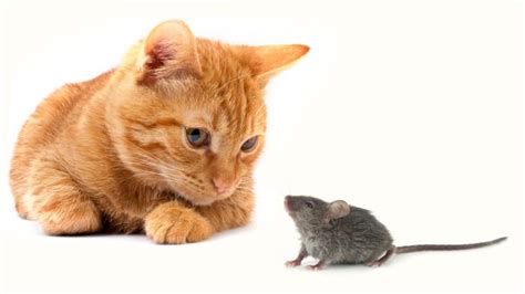 Kisah Kucing dan Tikus: Pembelajaran Kehidupan untuk Anak Kelas 2 Pendidikan Tema 7