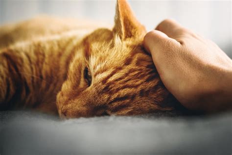 Mengurangi Kesalahpahaman antara Pemilik dan Kucing