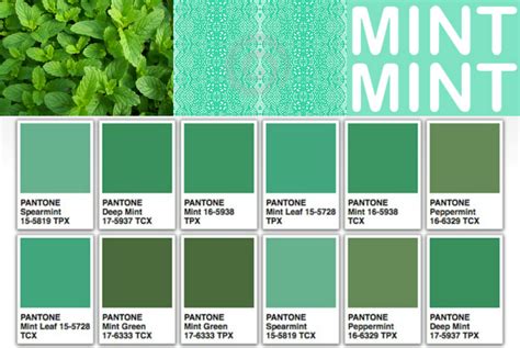 Perbedaan Kombinasi Warna Sage Green Dan Mint