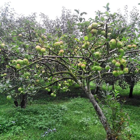 Pohon Apel Manalagi di Indonesia