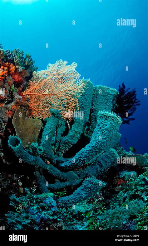 Porifera Indonesia