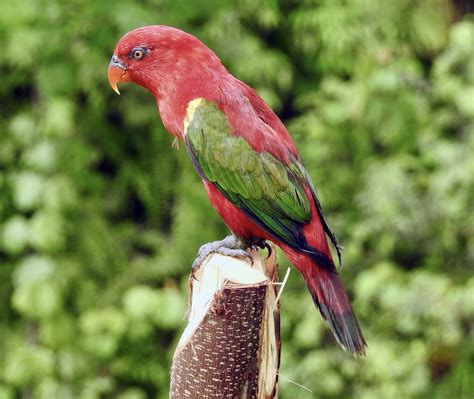 The Beautiful and Fierce Parrots of Indonesia