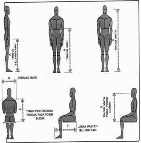 Tinggi Badan Manusia