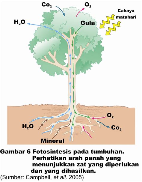 Tumbuhan dan Oksigen
