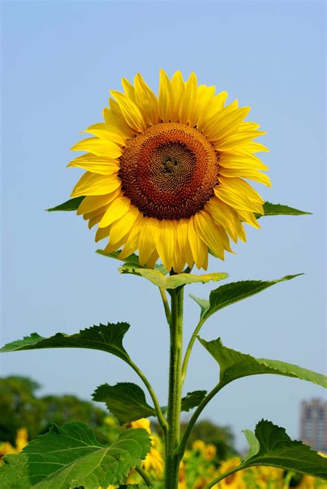 Bunga Matahari khas
