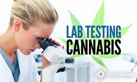 cannabis safety testing