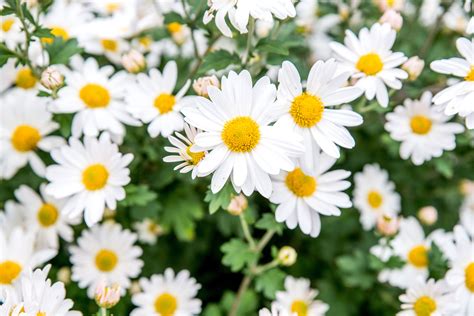 daisies