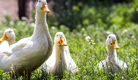 Ducks Omnivores