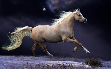 Horses Running Image