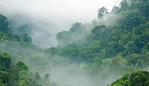 hutan_hujan_tropis