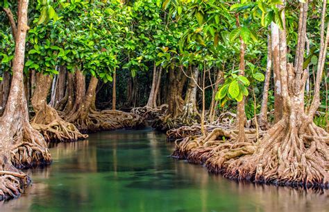 Hutan Mangrove Kyo Wa