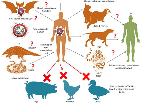 kaori disease gejala hewan