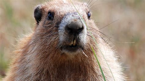 Marmot Jepang