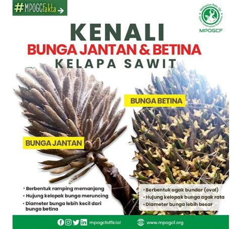 perbedaan sawit betina dan jantan melalui pembungkusnya