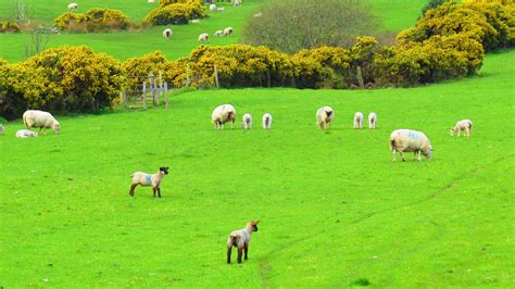 sheep in grassland