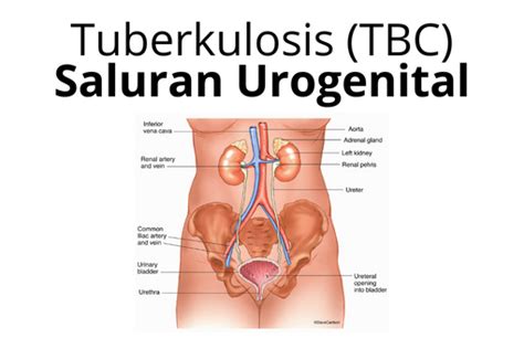 Sistem Urogenital