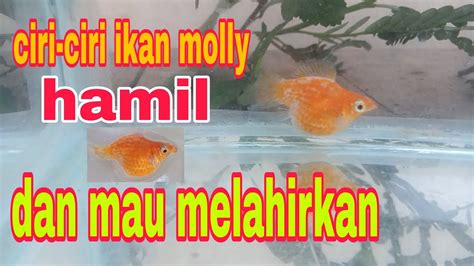 Suhu Air untuk Ikan Molly