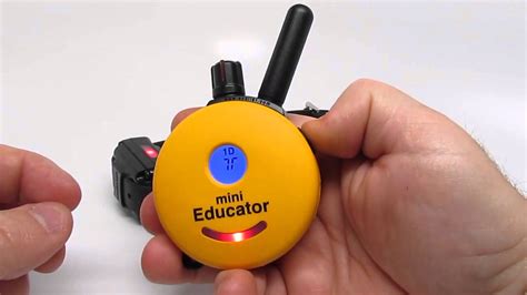 Teaching Basic Commands with Mini Educator Collar