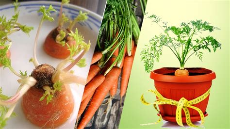tips dan trik dalam menanam wortel dalam pot