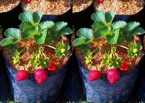 tips merawat tanaman strawberry