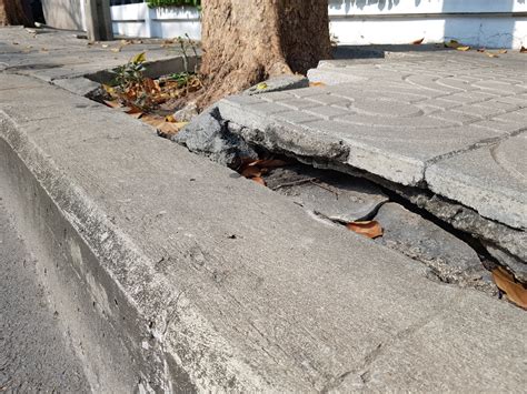 tree roots damage on concrete