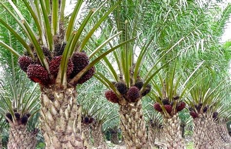 tumbuhan kelapa sawit
