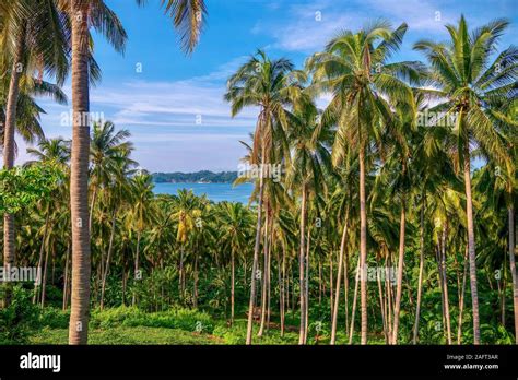 coconut tree philippines