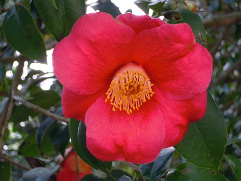 Bunga Camellia