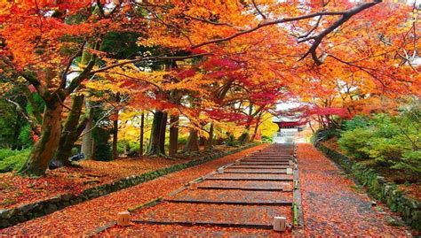 Bonsai Musim Gugur Jepang