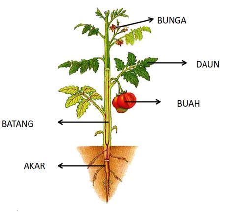Ilustrasi struktur tumbuhan