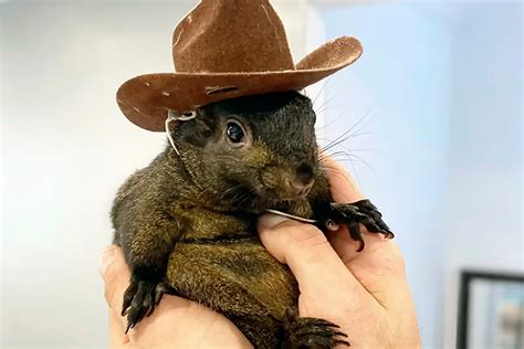 A squirrel named peanut owner come onlyfans Telegram channel preview