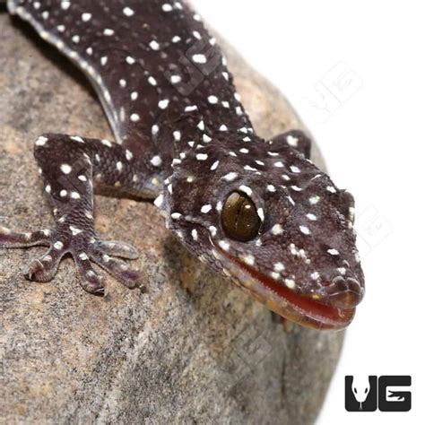 Starry gecko nude pics Telegram channel preview