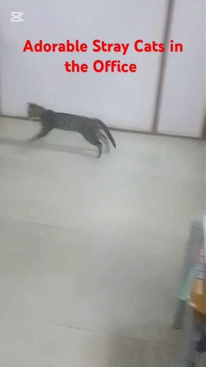 Straycat_jpg onlyfan gb Telegram channel preview