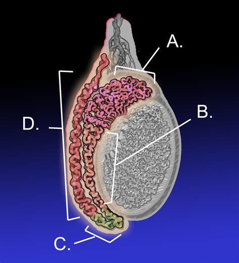 Epididimis