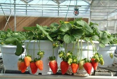 manfaat menanam strawberry hidroponik