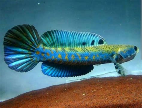 ikan channa pulchra warna