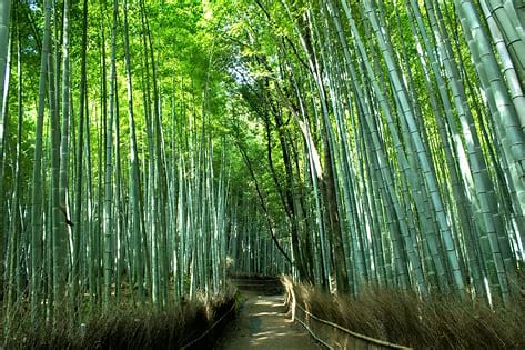 Bamboo Forest di Arashiyama