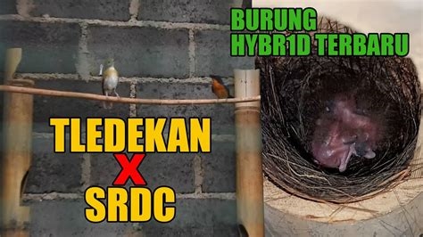 Exploring Indonesia’s Hybrid Bird Farming Industry: A Look into Ternak Birds